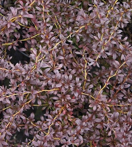 BERBERIS THUNBERGII RED DREAM kont 2