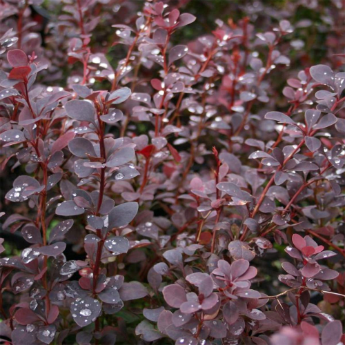 BERBERIS THUNBERGII SUMMER CHOCOLATE kont 2