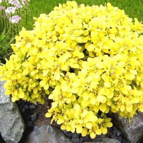 BERBERIS THUNBERGII TINY GOLD kont 2