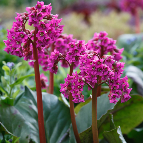 BERGENIA CORDIFOLIA kont 2 / 20-25