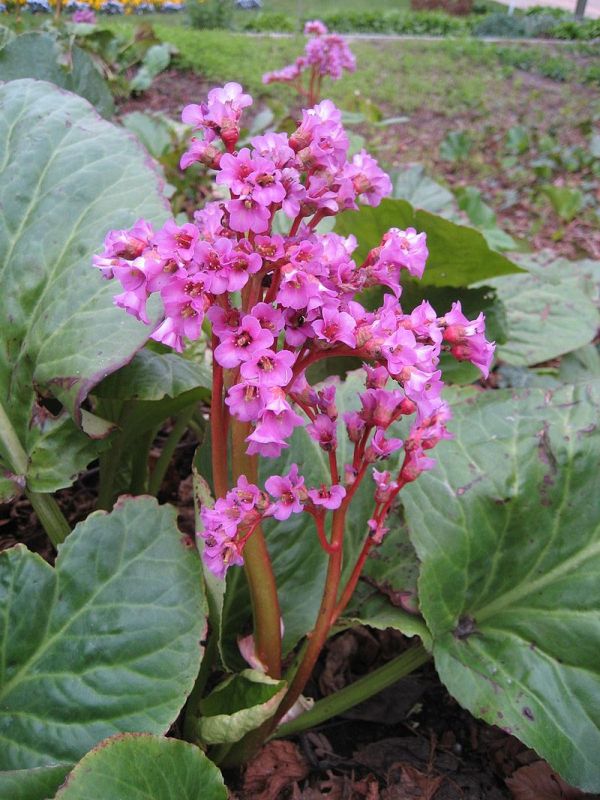 Bergenia (Druhy) - Bergénia