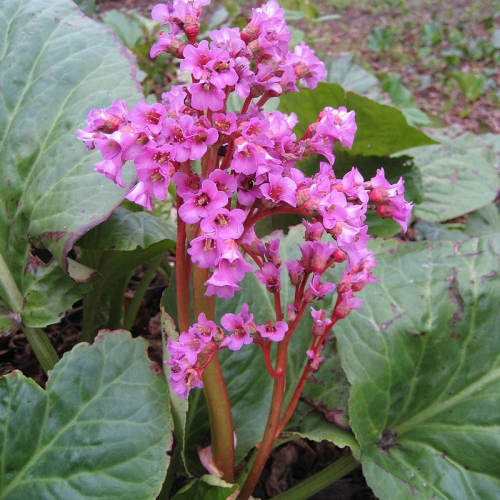 BERGENIA (druhy)