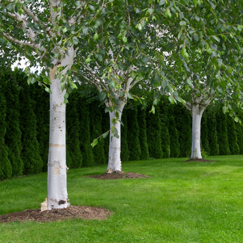 BETULA JACQUEMONTI LONG TRUNK