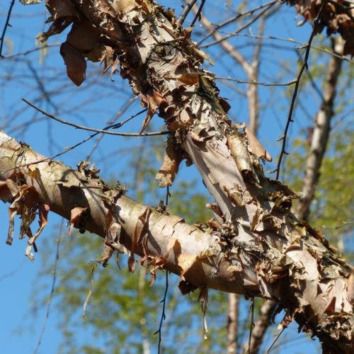 BETULA NIGRA SHILOH SPLASH