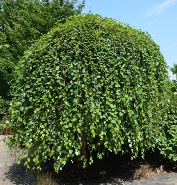 Betula Nigra Summer Cascade - Breza Nigra Summer Cascade