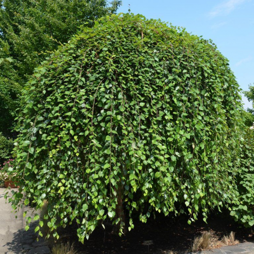 BETULA NIGRA SUMMER CASCADE