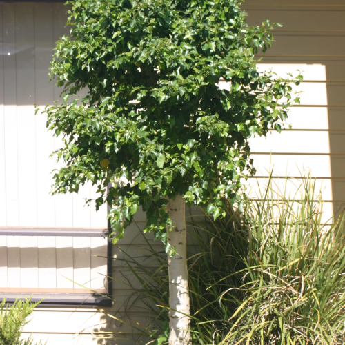 BETULA PENDULA MAGICAL GLOBE kont 20 / 10-12 / polkmeň