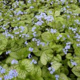 BRUNNERA MACR. JACK FROST kont 2 - Brunnera MACR. JACK FROST