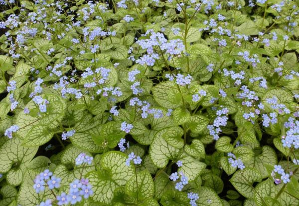 Brunnera Macr. Jack Frost Kont 2 - Brunnera Macr. Jack Frost