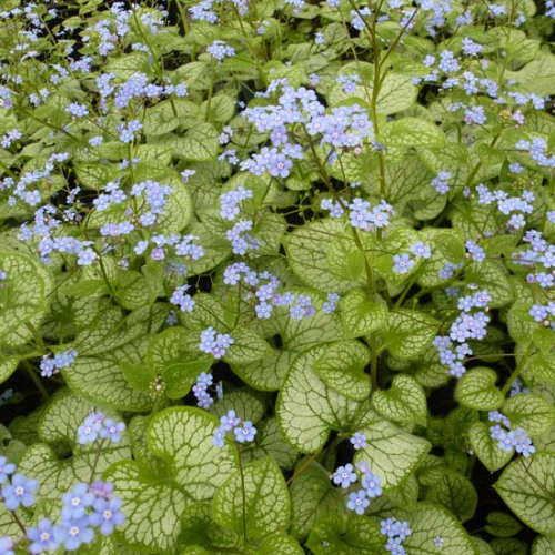 BRUNNERA MACR. JACK FROST kont 2