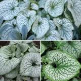 BRUNNERA (druhy) kont P12 - Brunnera (druhy)
