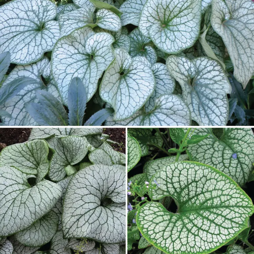 BRUNNERA (druhy) kont P12