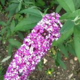 BUDDLEJA DAVIDII BERRIES and CREAM ® kont 10 / 60-80 - Budleja DAVIDII BERRIES and CREAM ®