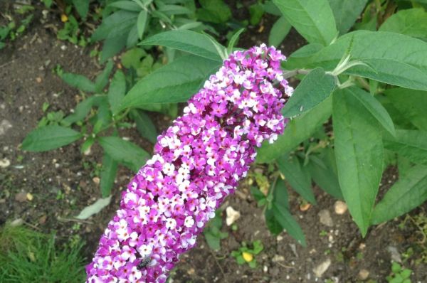 Buddleja Davidii Berries And Cream ® Kont 10 / 60-80 - Budleja Davidii Berries And Cream ®