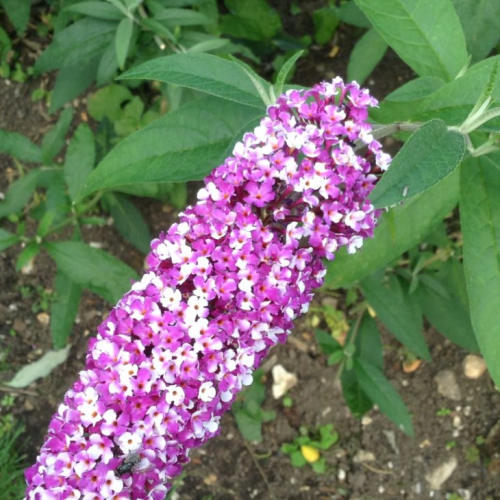 BUDDLEJA DAVIDII BERRIES and CREAM ® kont 10 / 60-80