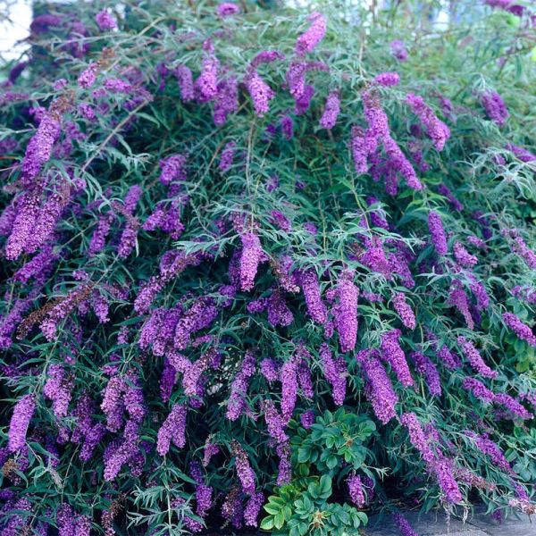 Buddleja Davidii Black Knight - Budleja Davidii Black Knight