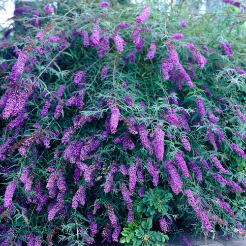 BUDDLEJA DAVIDII BLACK KNIGHT