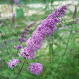 BUDDLEJA DAVIDII ILE DE FRANCE kont 10 / 80-100 - Budleja DAVIDII ILE DE FRANCE