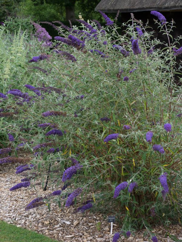 Buddleja Davidii Nanho Blue Kont 2 / 40-60 - Budleja Davidii Nanho Blue