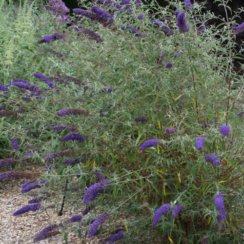 BUDDLEJA DAVIDII NANHO BLUE kont 2 / 40-60