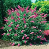 BUDDLEJA DAVIDII PINK DELIGHT kont 10 / 60-80 - Budleja DAVIDII PINK DELIGHT