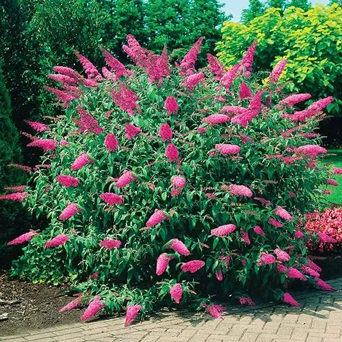 BUDDLEJA DAVIDII PINK DELIGHT kont 10 / 60-80