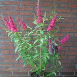 BUDDLEJA DAVIDII REVE DE PAPILLON RED ® kont 10 / 60-70 - Budleja DAVIDII REVE DE PAPILLON RED ®
