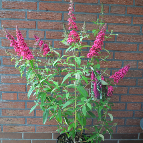 BUDDLEJA DAVIDII REVE DE PAPILLON RED ® kont 10 / 60-70