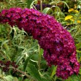 BUDDLEJA DAVIDII ROYAL RED kont 2 / 40-60 - Budleja DAVIDII ROYAL RED