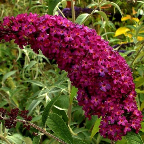 BUDDLEJA DAVIDII ROYAL RED kont 2 / 40-60