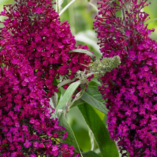 BUDDLEJA DAVIDII SUGAR PLUM ® kont 10 / 60-80