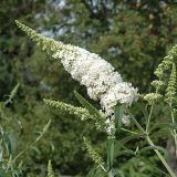 BUDDLEJA DAVIDII WHITE PROFUSION -