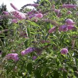 BUDDLEJA DAVIDII (druhy) - Budleja DAVIDII (druhy)