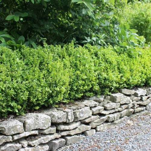 BUXUS SEMPERVIRENS