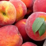 Broskyňa FAIRHAVEN - Broskyňa FAIRHAVEN