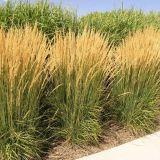 CALAMAGROSTIS (druhy) - Smlz