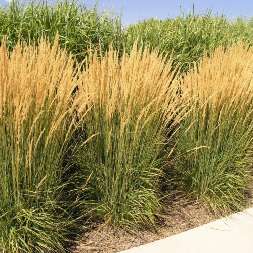 CALAMAGROSTIS (druhy)