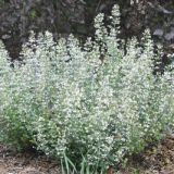 CALAMINTHA (druhy) kont P9 - Nepeta