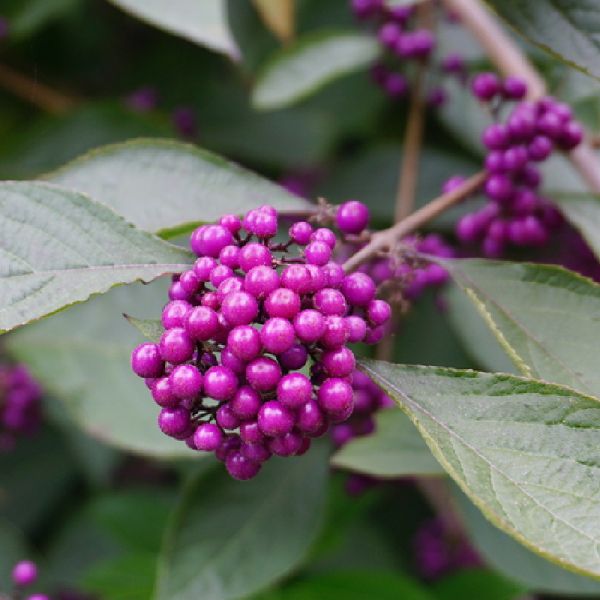 Callicarpa Bodinieri Autumn Glory - Krásnoplod Bodinieri Autumn Glory