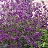 CALLICARPA BODINIERI PROFUSSION - Krásnoplod BODINIERI PROFUSSION