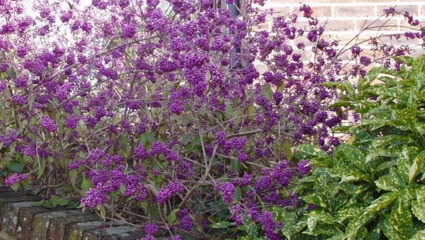 Callicarpa Bodinieri Profussion - Krásnoplod Bodinieri Profussion