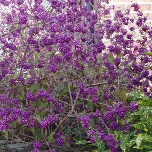 CALLICARPA BODINIERI PROFUSSION