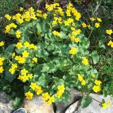 CALTHA (druhy) kont P9 - Záružlie