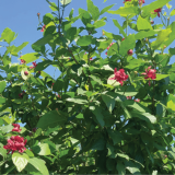 CALYCANTHUS APHRODITE ® kont 20 / 125-150 - Kalykant APHRODITE