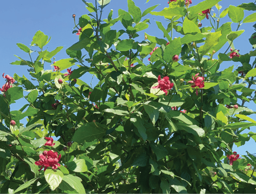 CALYCANTHUS APHRODITE ® kont 20 / 125-150