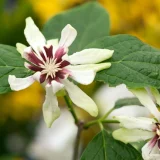 CALYCANTHUS VENUS kont 3 / 30-50 - Kalykant VENUS
