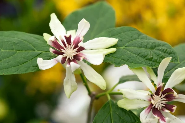 Calycanthus Venus Kont 3 / 30-50 - Kalykant Venus