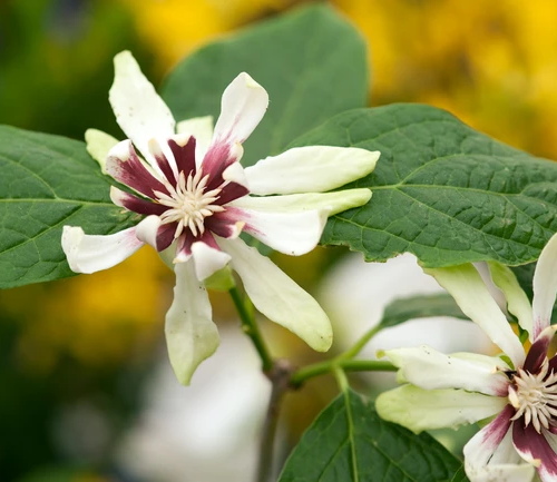 CALYCANTHUS VENUS kont 3 / 30-50