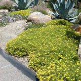 CALYLOPHUS (druhy) kont - Pupalka