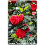 CAMELLIA JAPONICA BLACK LACE kont 3 / 40-45 - Kamélia JAPONICA BLACK LACE